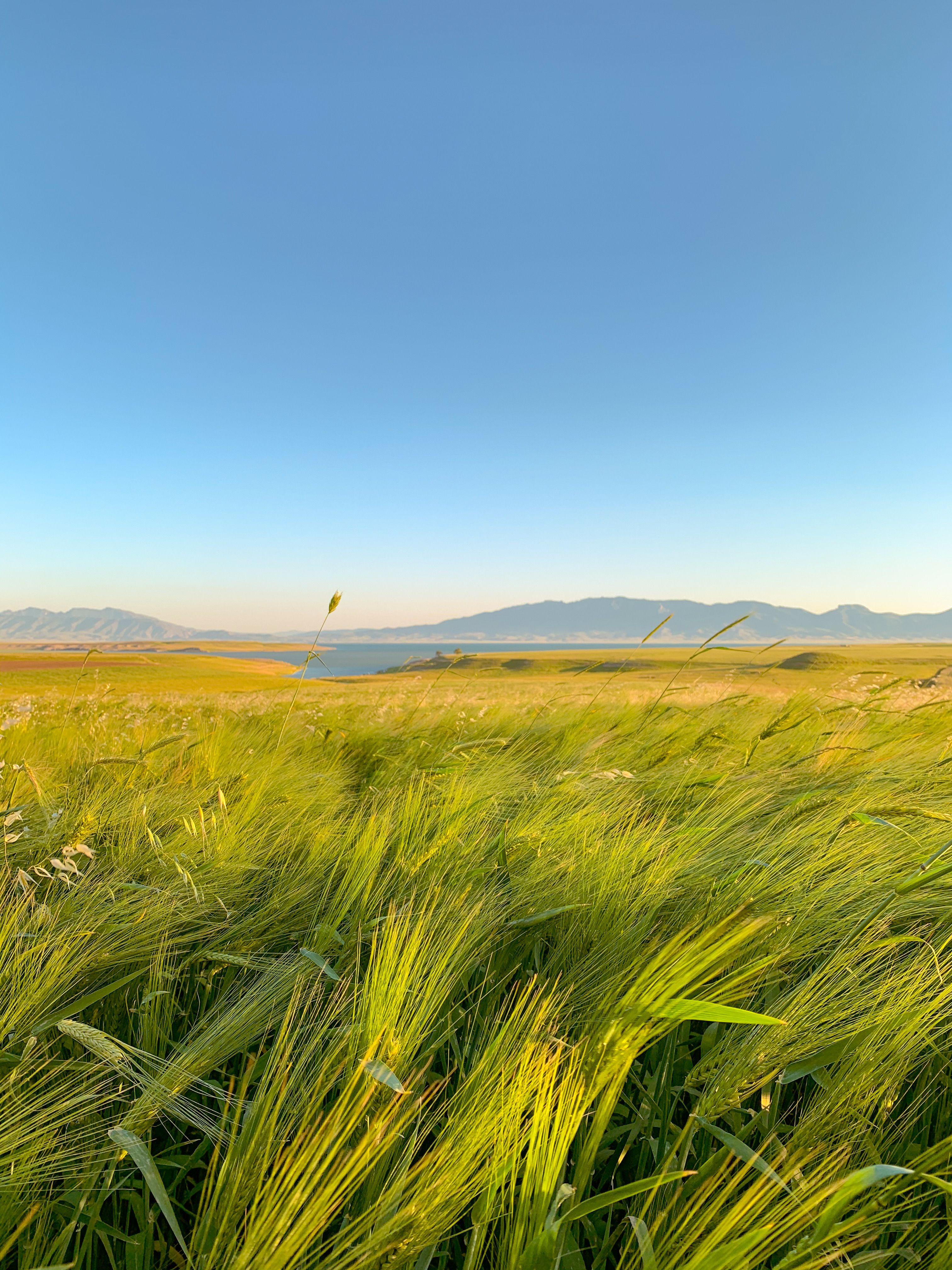 A Green Grass Field Under a Blue Sky · Free Stock Photo