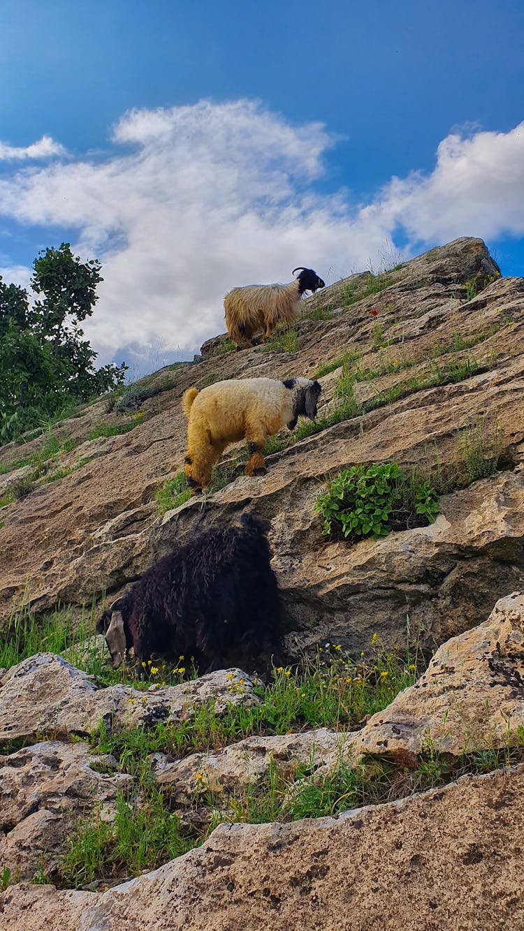 Goats On The Mountain Side 