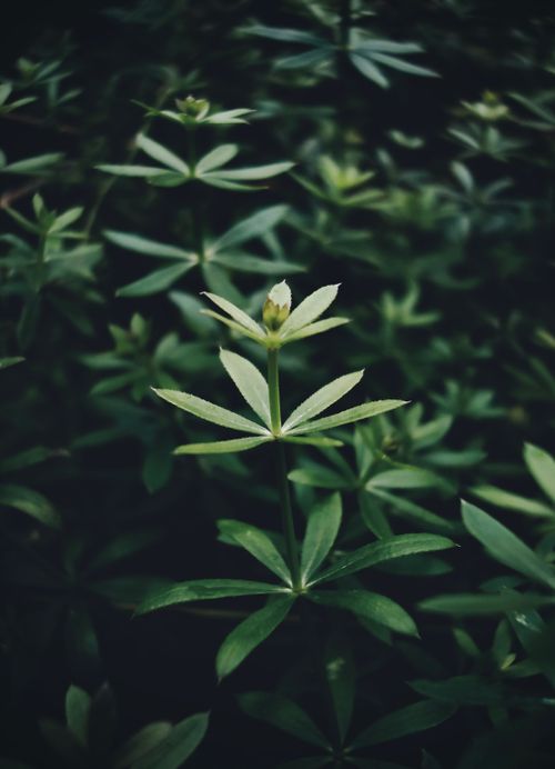 Free A detailed view of green leaves with a budding plant in a forest setting, highlighting nature's growth. Stock Photo