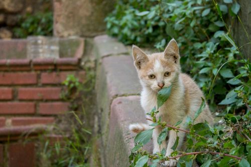 Free Cute kitten sitting on a concrete ledge surrounded by greenery outdoors. Stock Photo