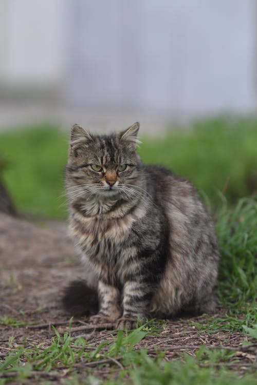 ネコ, ぶち猫, 動物の無料の写真素材