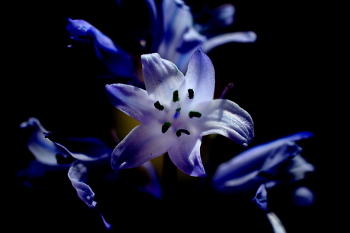 Free stock photo of bluebells Stock Photo