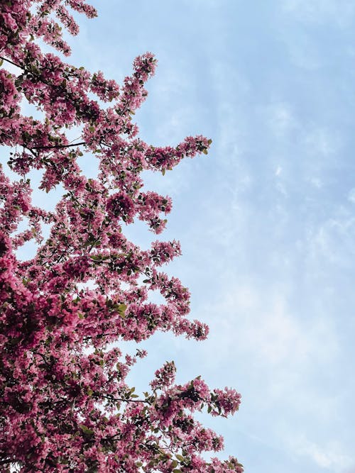 Fotobanka s bezplatnými fotkami na tému flóra, obloha, rast