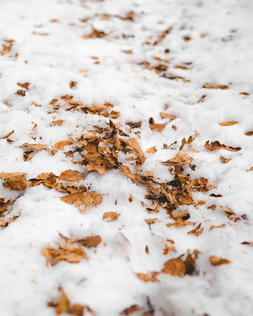 Kostnadsfri bild av fallna löv, närbild, snö