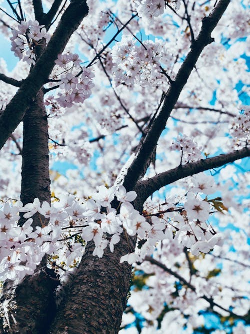 Fotobanka s bezplatnými fotkami na tému čerešňové kvety, flóra, jar