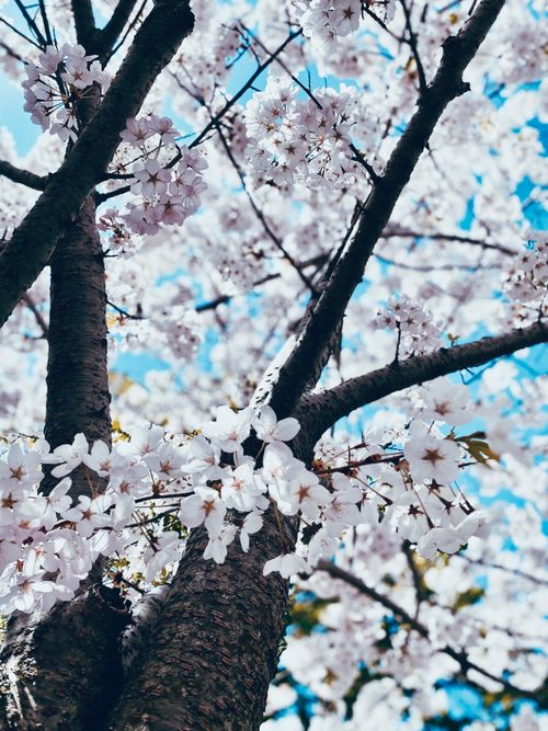 Free Capture of cherry blossoms in bloom on a sunny spring day. Stock Photo