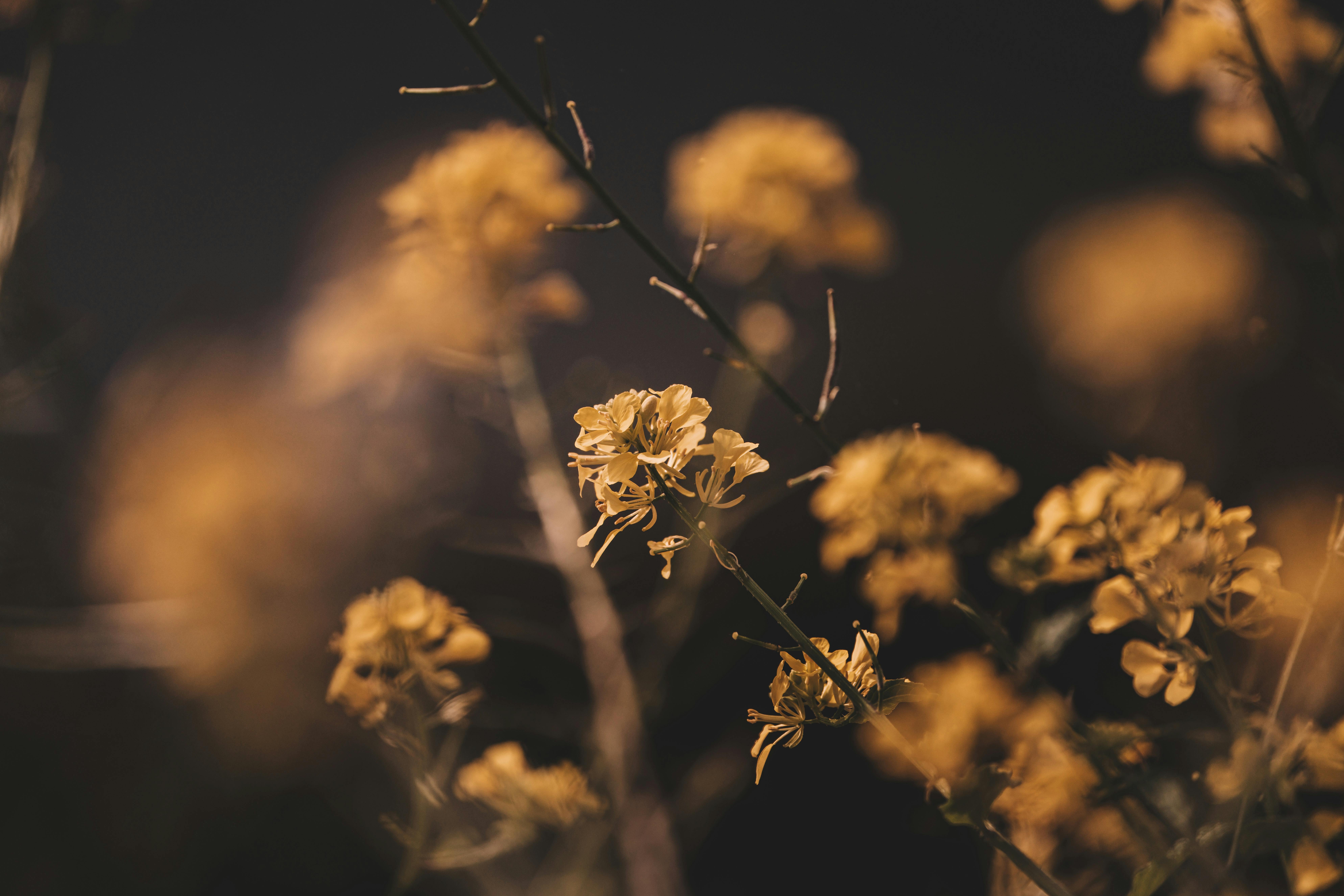 Yellow Flowers and Stems · Free Stock Photo