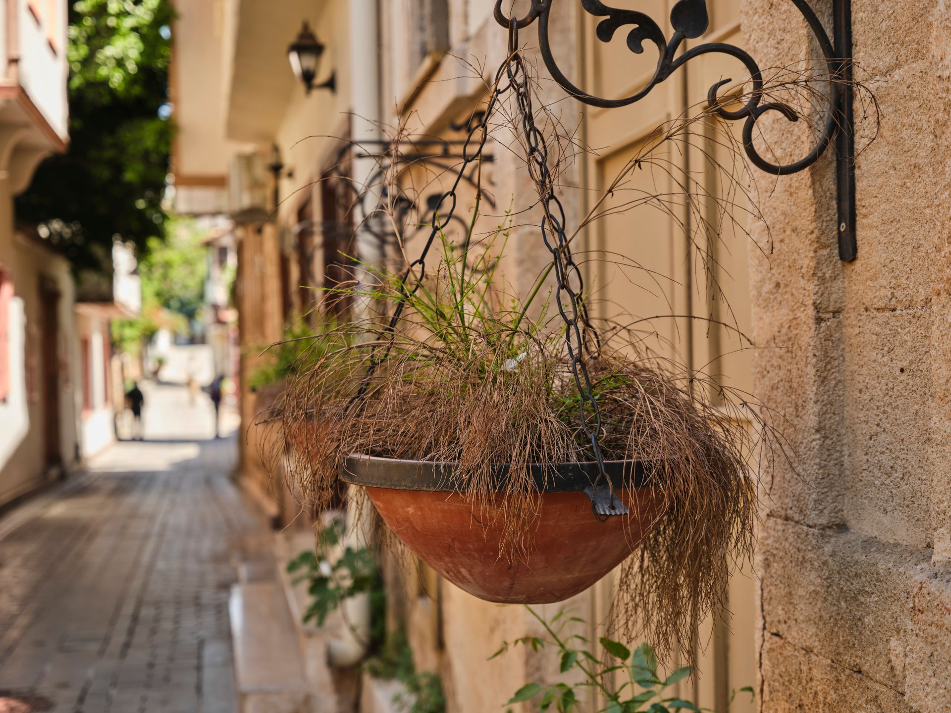 A Close-Up Shot of a Hanging Potted Plant