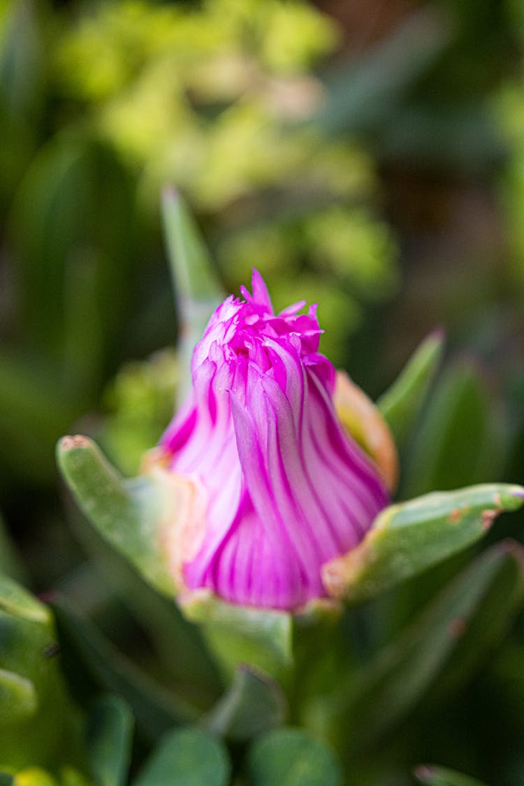 A Macro Shot Of A Chilean Sea Fig Flower