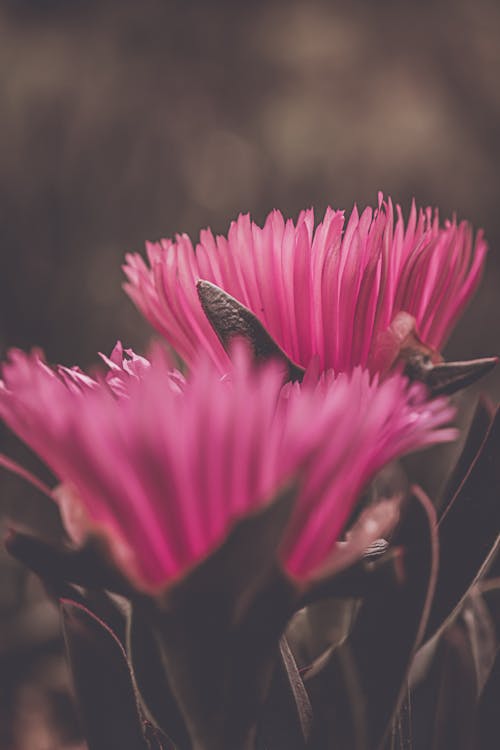 Gratis arkivbilde med blomster, flora, klar