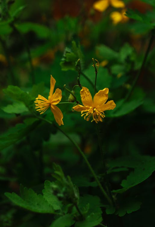 Free stock photo of botanical, bush, everything yellow