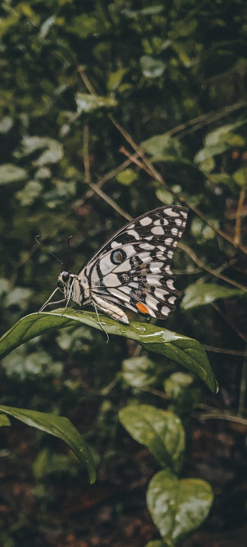 Free stock photo of big leaf, butterfly, green