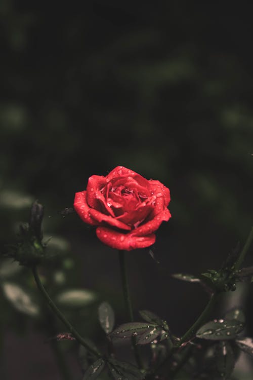 Red Rose With Water Droplets