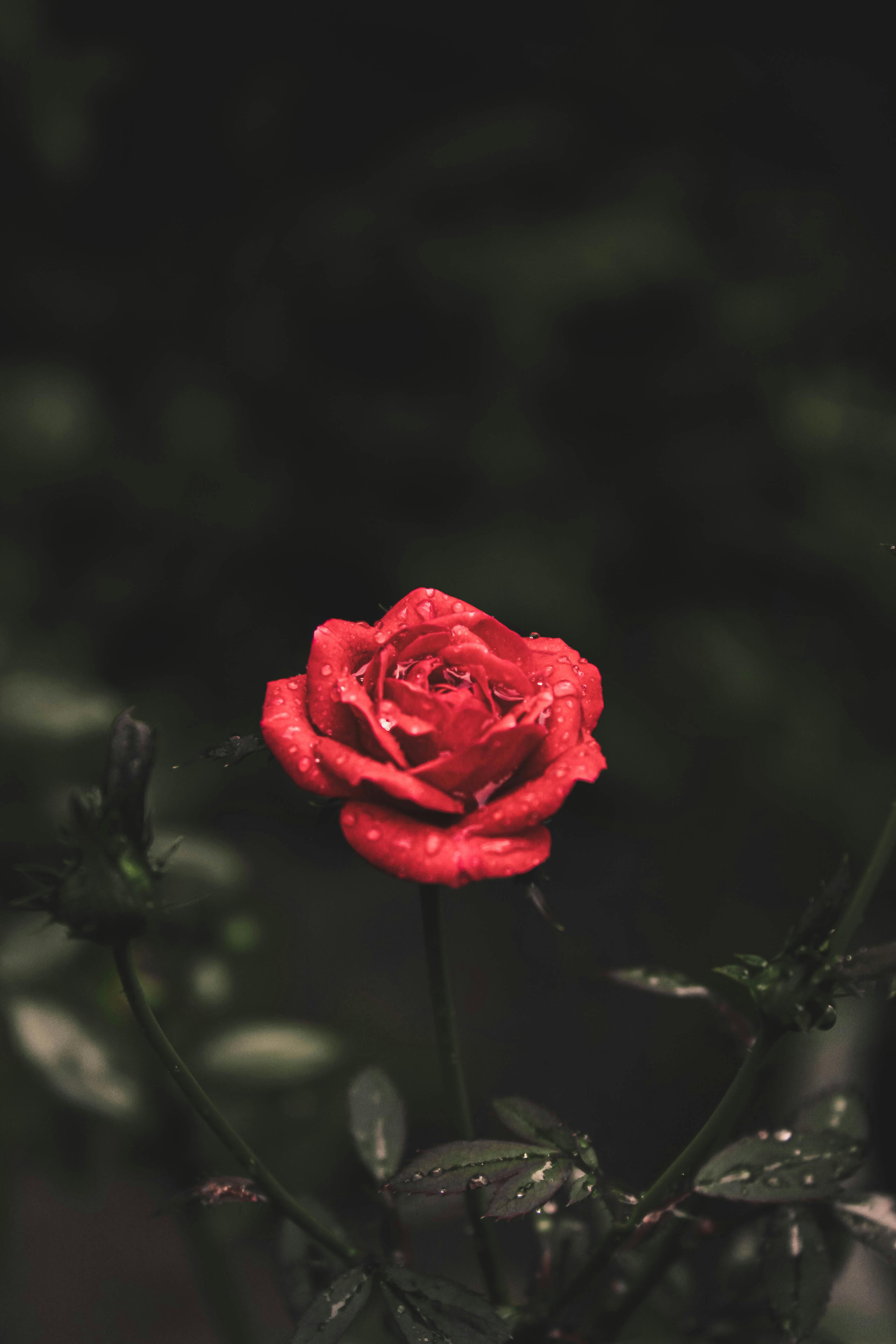 Pink Flowers with Water Droplets · Free Stock Photo