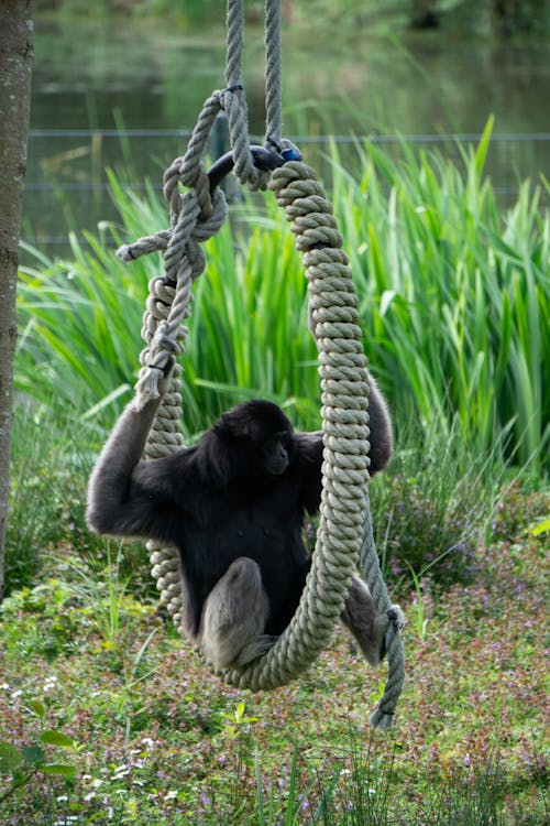 Foto profissional grátis de animais selvagens, animal, corda