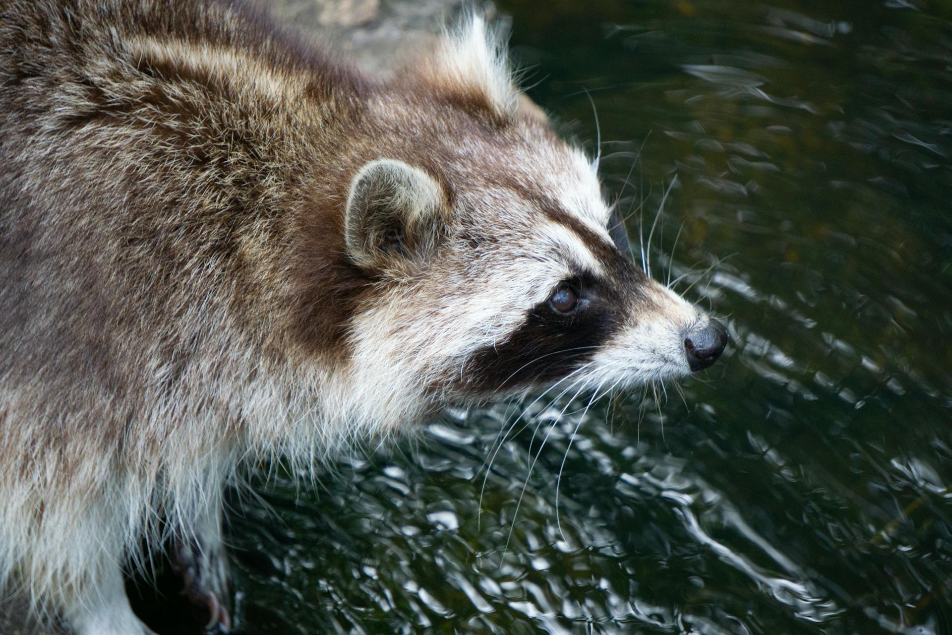 Un animal brun et blanc dans l'eau