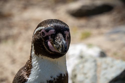 Free Humboldt Penguin's Head Stock Photo