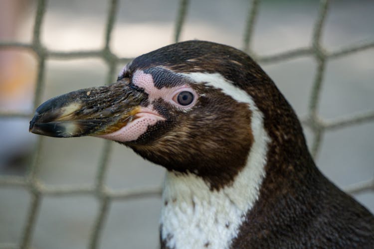 A Humboldt Penguin