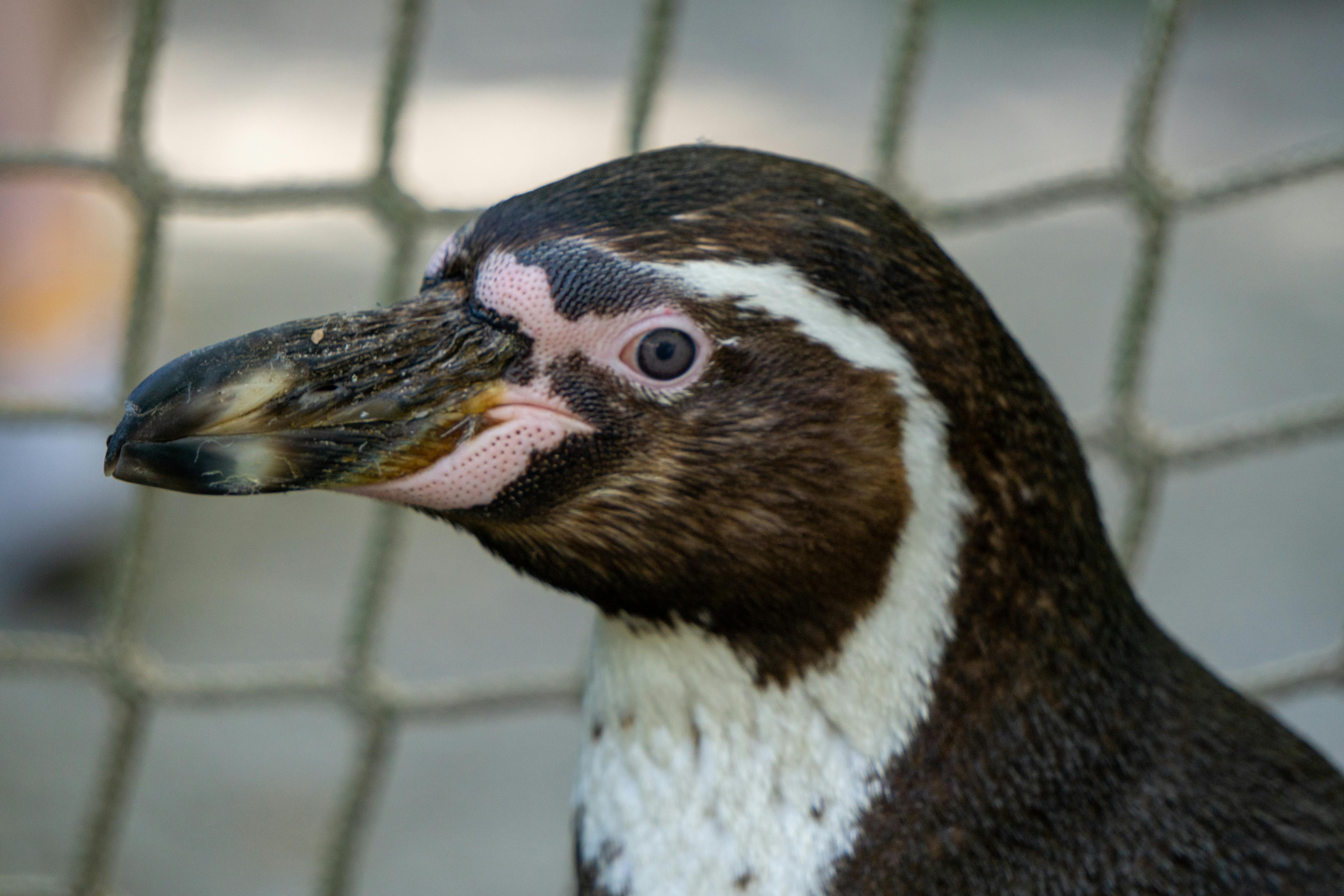 what does a penguin's mouth look like