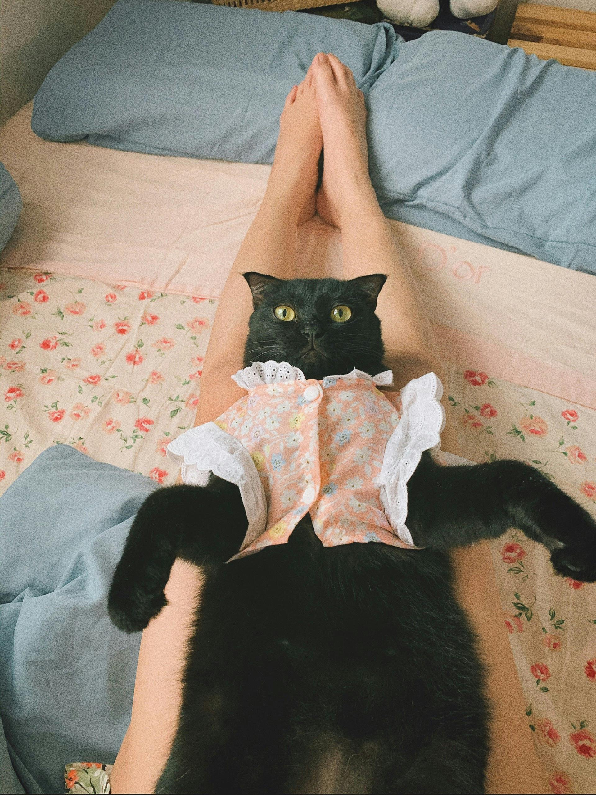 Free A Black Cat Wearing a Floral Shirt Lying Down on a Person's Lap Stock Photo