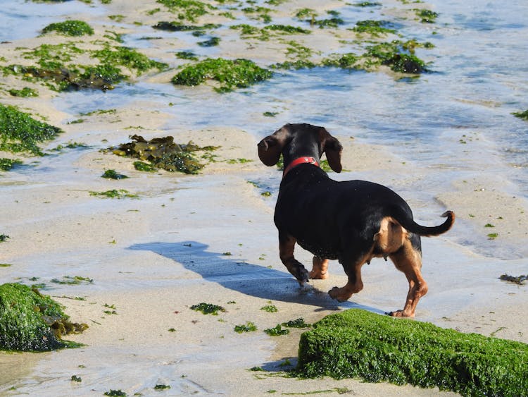 A Dachschund Walking On A Mossy Shore