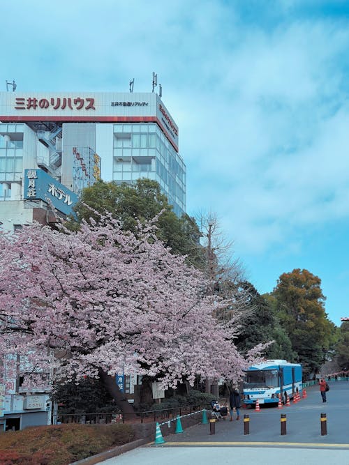 Free Blooming Cherry Blossom Tree Beside a Building Stock Photo