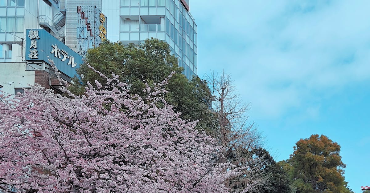 Why not mere Japan meaning in Urdu