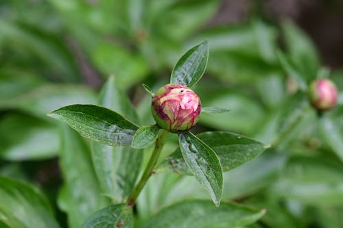 Free Nahaufnahme einer Blumenknospe in einem Garten Stock Photo
