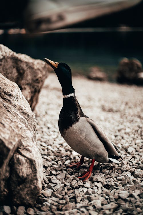 Foto d'estoc gratuïta de ànec, animal, au