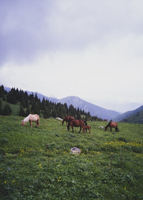 Brown and White Horses on Green Grass Field