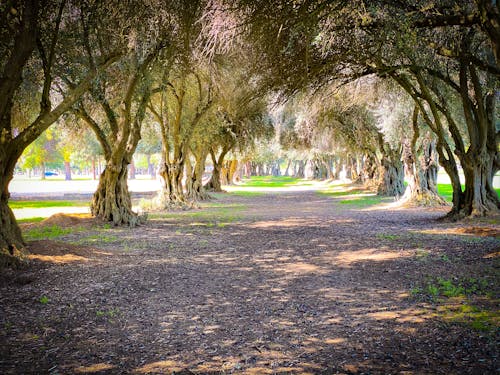 Imagine de stoc gratuită din arbori, cale