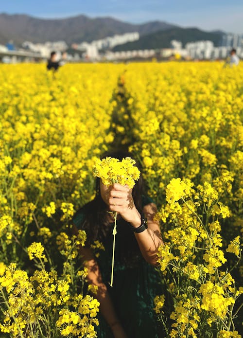 Kostnadsfri bild av fält av blommor, gula blommor, håller