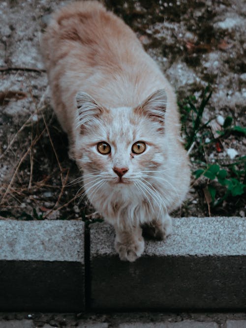Free Cat on Gray Concrete Block Stock Photo