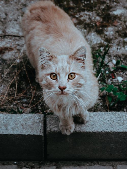 Free Adorable tabby cat with bright eyes on a pavement, Ankara, Turkey Stock Photo