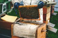 Male beekeeper in white suit holding a frame with honeycombs