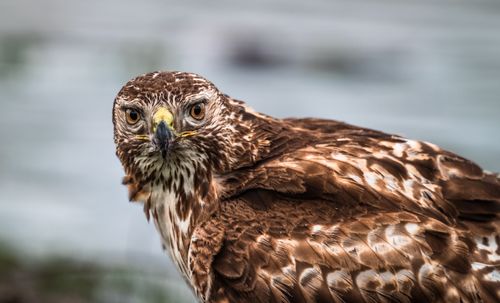 Free Detailed close-up of a hawk showcasing its feathers and piercing gaze. Stock Photo