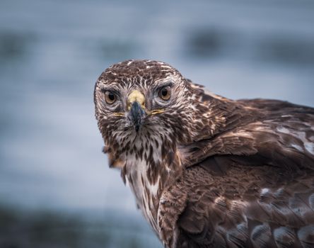 Close-up of a Buzzard