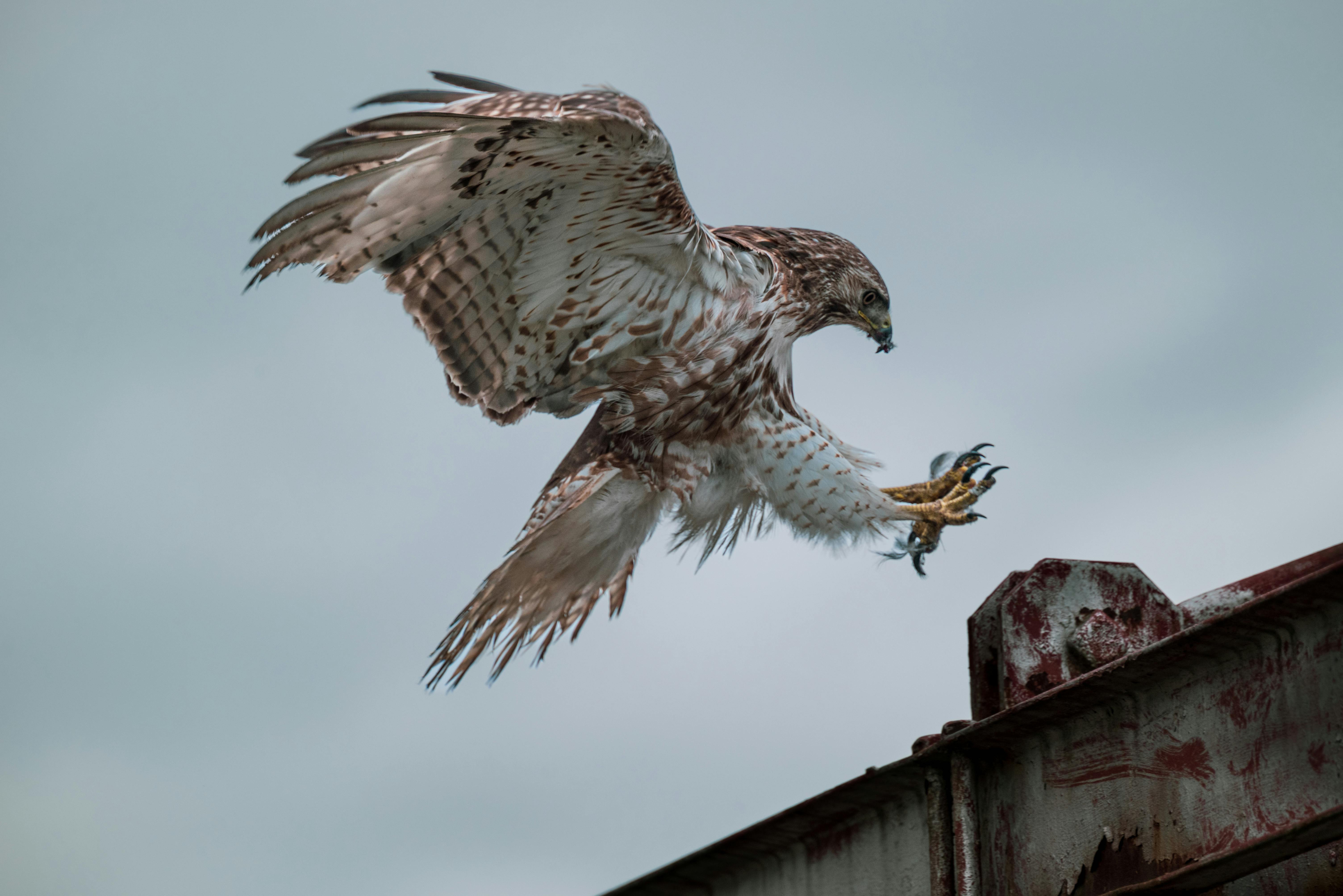 Buzzard Landing on a Roof · Free Stock Photo