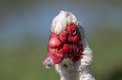 Close-Up Shot of a Muscovy Duck