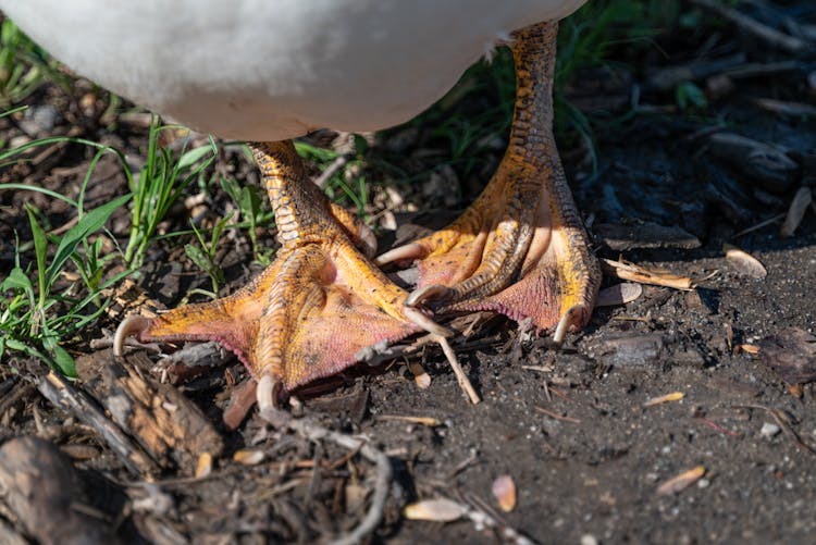 Close-up Of Ducks Feet