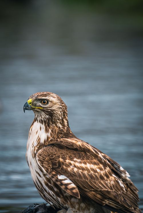 Free Detailed image of a red-tailed hawk perched by a body of water. Stock Photo