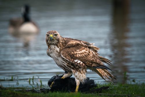 Free A hawk captures prey near a lake, showcasing natural predatory behavior. Stock Photo
