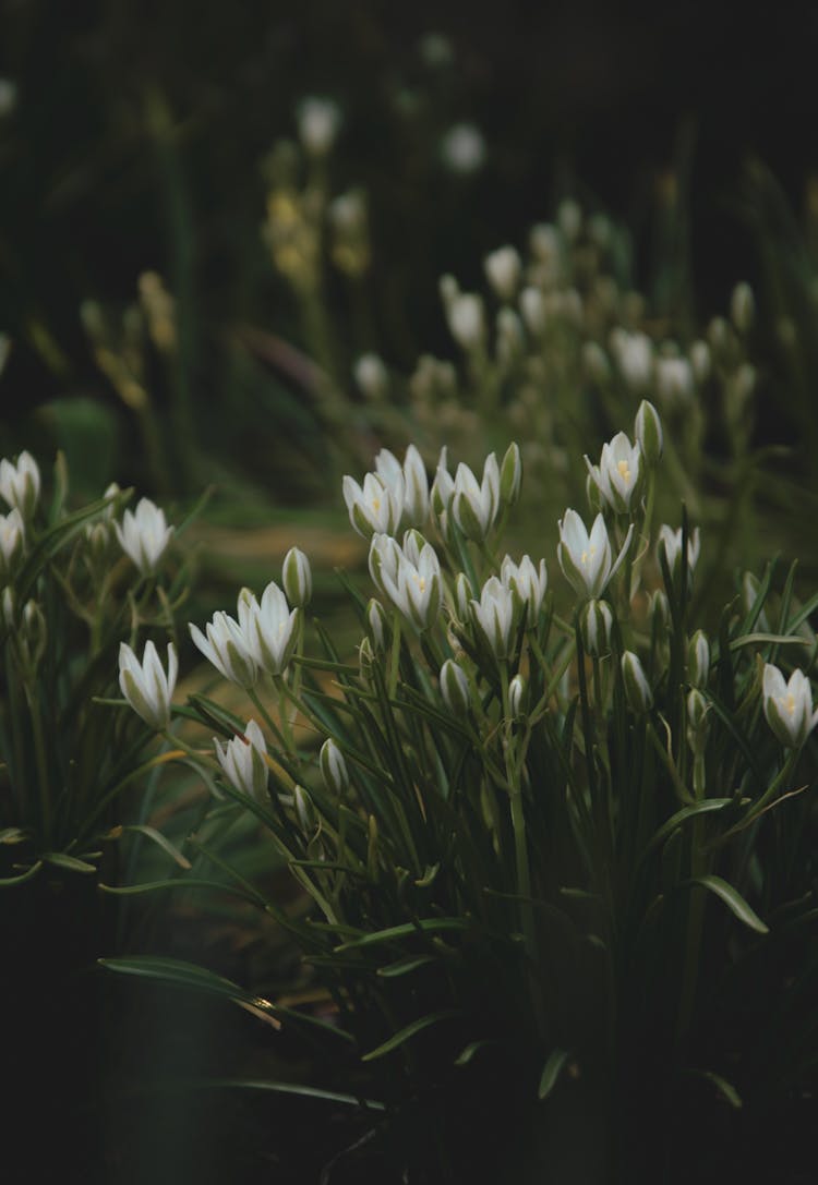 White Crocus Flowers 