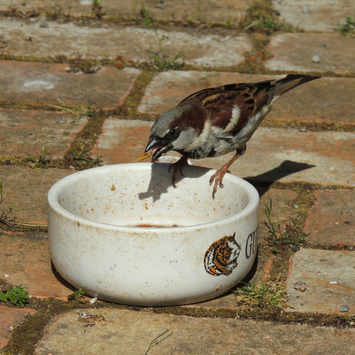 Fresh chopped vegetables prepared for a bowl meal
