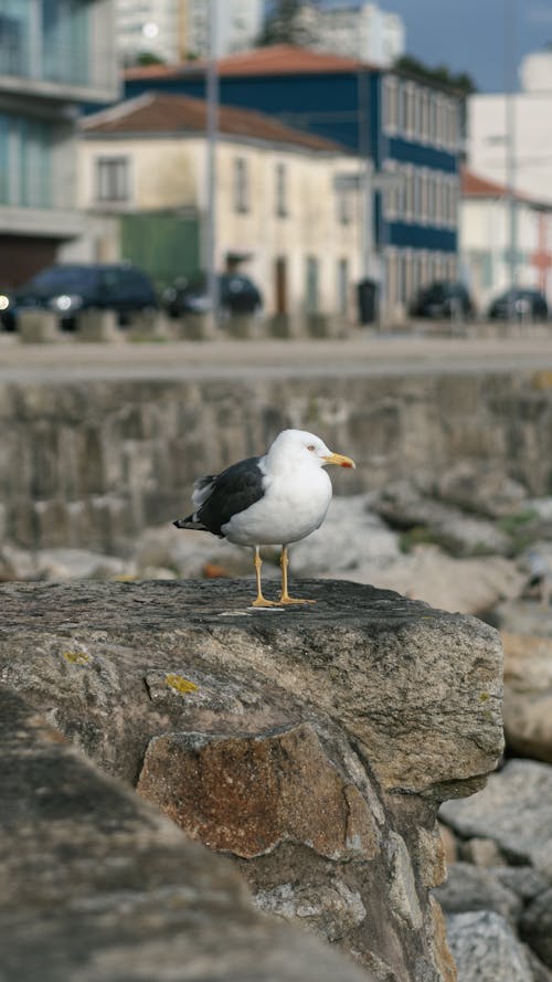 Imagine de stoc gratuită din animal, aviar, fotografie de animale