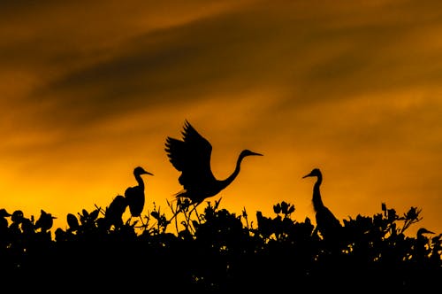 Kostenloses Stock Foto zu flug, tierwelt, vogel