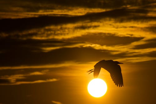 Free stock photo of bird, birds, flight