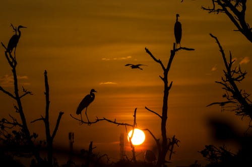 Foto stok gratis burung, burung-burung, hutan