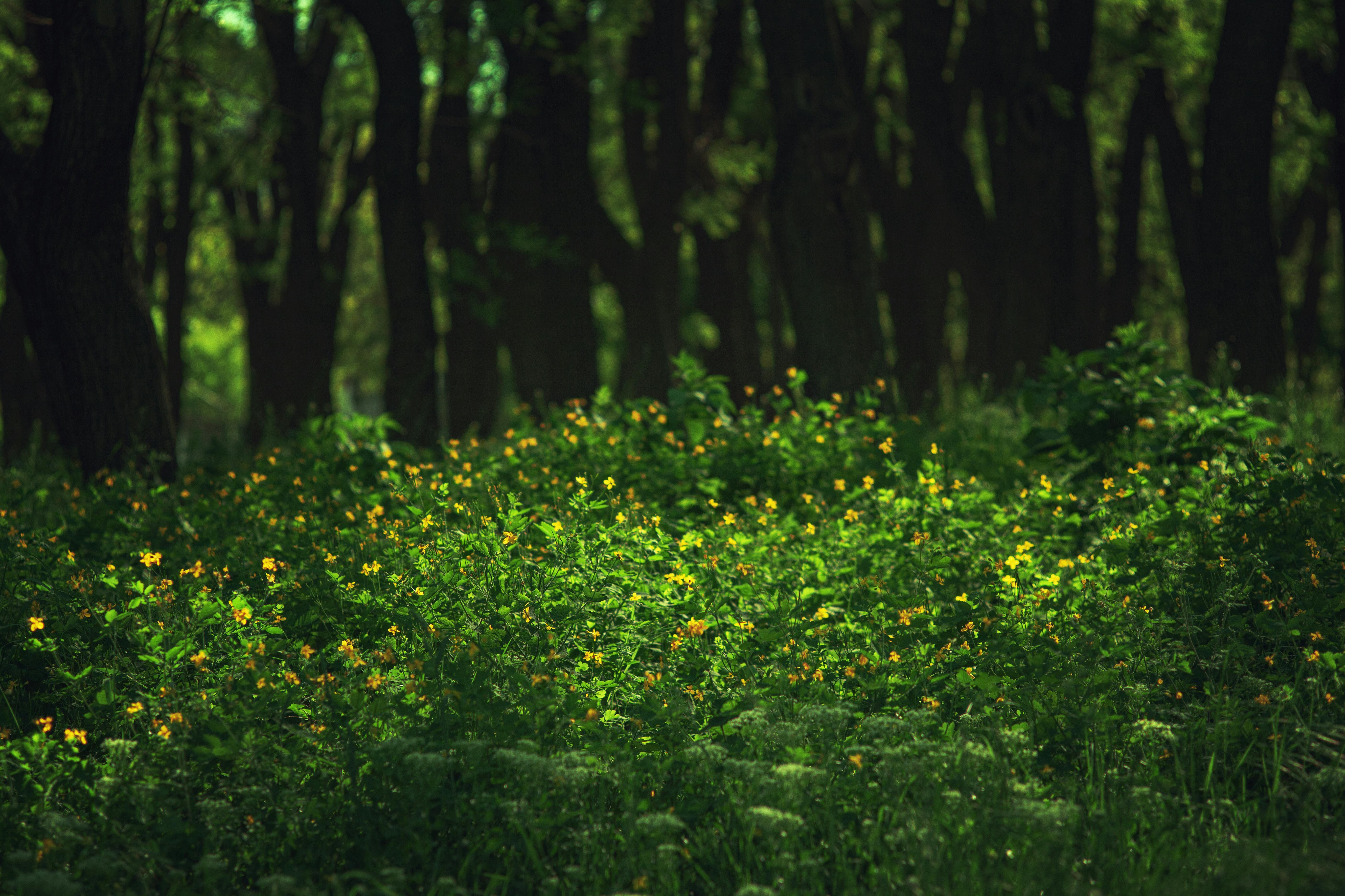 A serene forest scene with vibrant yellow wildflowers on a sunny day.