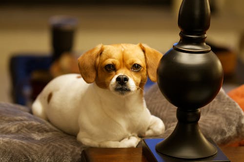 Free Cute Dog Lying on Pillow at Home Stock Photo